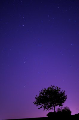 Purple mood_5660237022_l.jpg